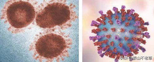新型冠状病毒2019-ncov怎么检测,新型冠状病毒2019-ncov使用方法