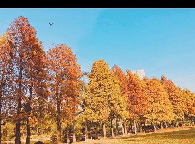 春节厦门自由行5日游攻略,春节厦门自由行攻略亲子省钱