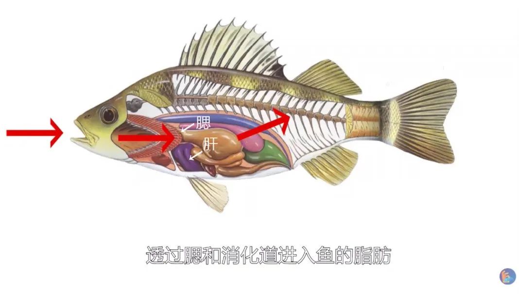 江鱼有土腥味怎么去除,淡水鱼怎么去腥味最好