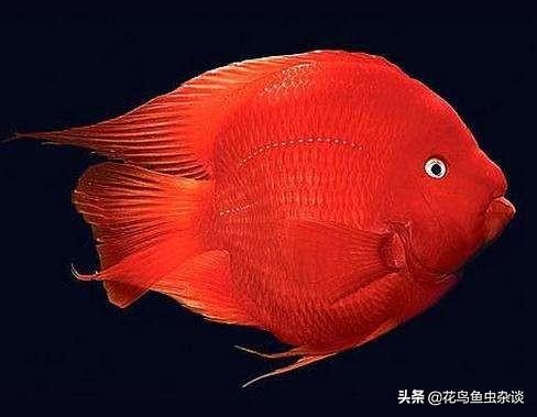 不被骗钱的知识,鹦鹉鱼疾病小知识