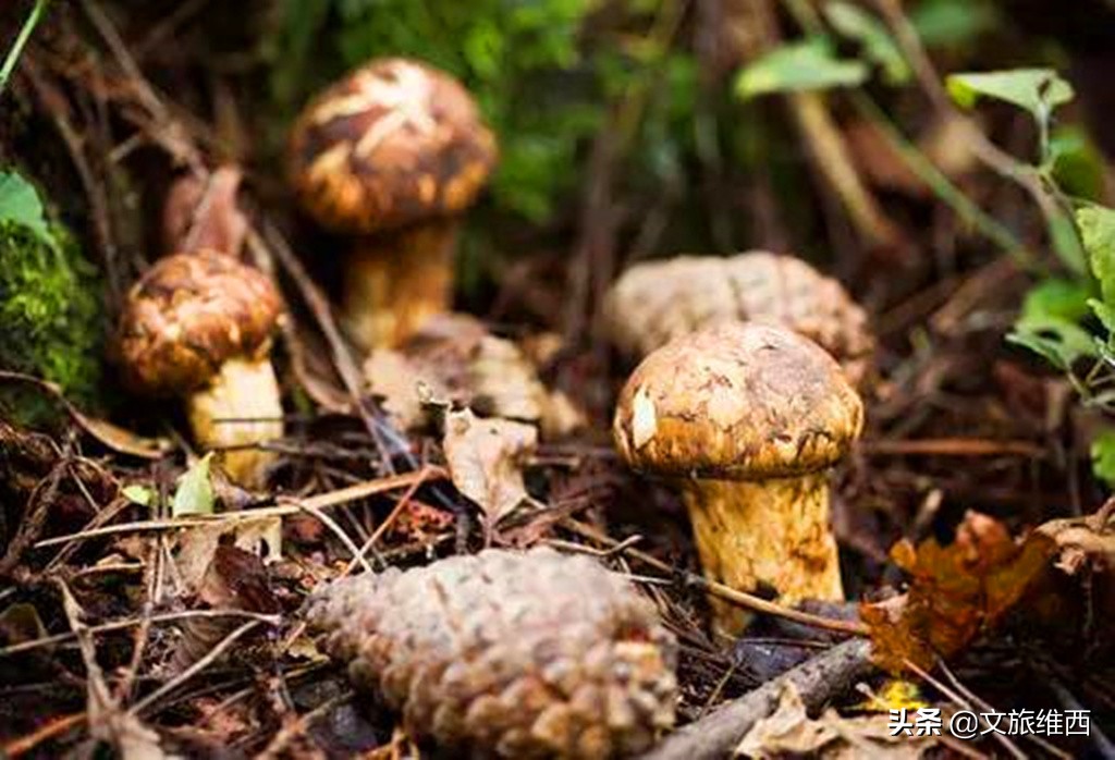 云南极边之城旅游攻略,云南不费脑的旅游攻略