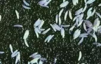 柑橘害虫的防治方法,种植柑橘需要防治哪些害虫