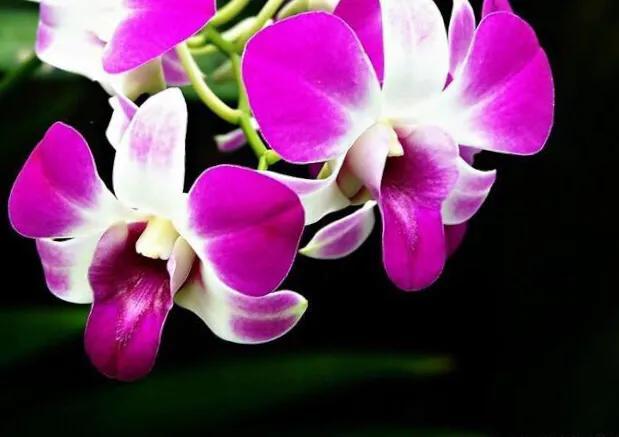 世界各国国花寓意浪漫,亚洲国花是哪个国家