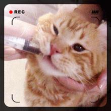 猫得了猫癣怎么办,猫得猫癣可以每天吃一颗蛋黄吗