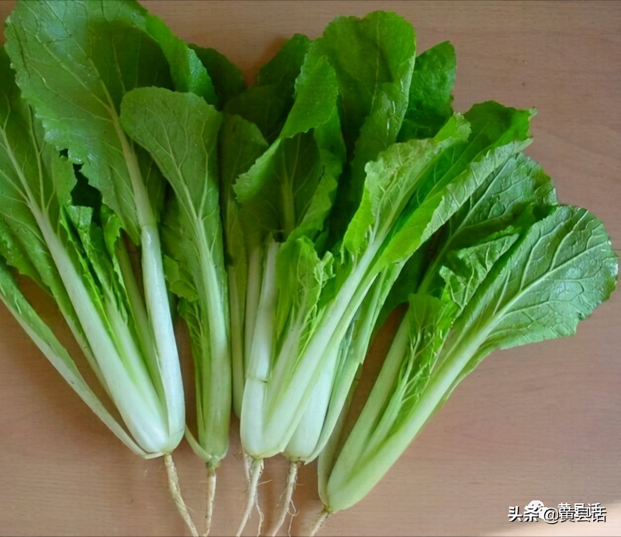 青鱼和鲅鱼的区别在哪儿,青鱼与鲅鱼的区别