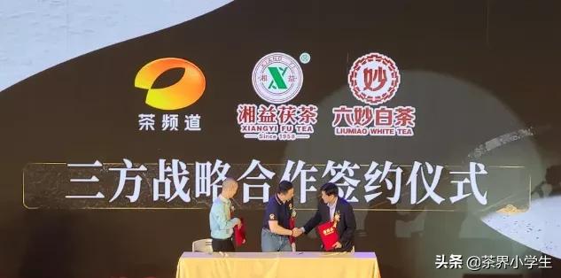 茶企和茶产业合作方案,茶叶产销合作模式