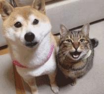 犬阿狄森病临床表现,狗狗得了阿狄森病的原因