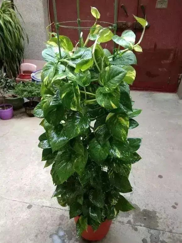 净化空气吸甲醛最好的花排名,什么花净化甲醛效果好