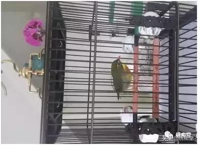 鸟指甲长了怎么处理,鸟爪子长角质怎样修