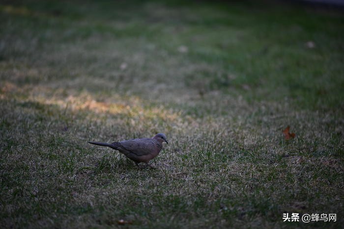 z卡口70-200f2.8尼康评测,尼康70200电磁炮镜头深度评测