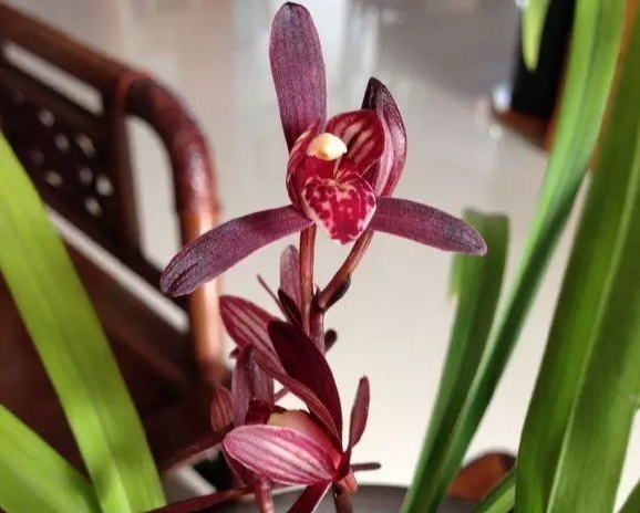 建兰墨宝怎么养,建兰墨宝如何养殖