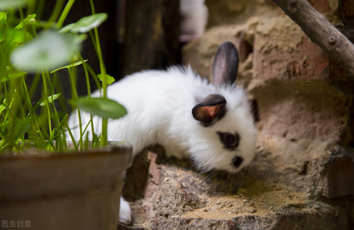 养兔子怎么解决兔子的粪便,养兔怎么处理粪便