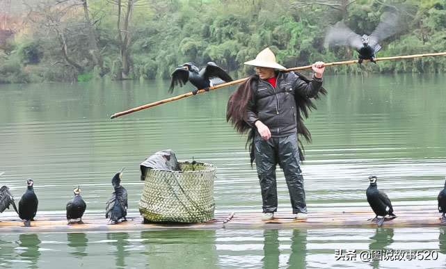 鱼鹰入水抓鱼,鱼鹰抓鱼有多厉害