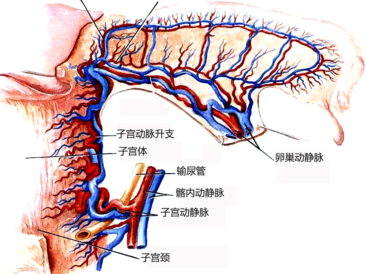 盆腔血管彩色多普勒超声孕期检查,明明白白做ct检查