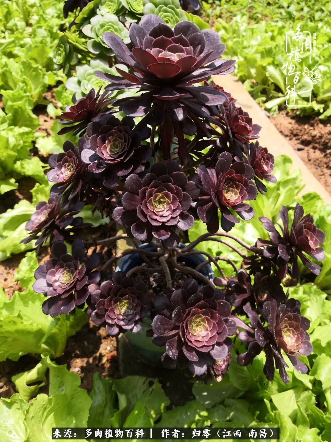 人生转个弯,在小院遇见落入凡间的多肉小精灵