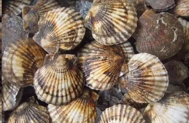 汕尾吃海鲜的正确方式,汕尾人吃海鲜