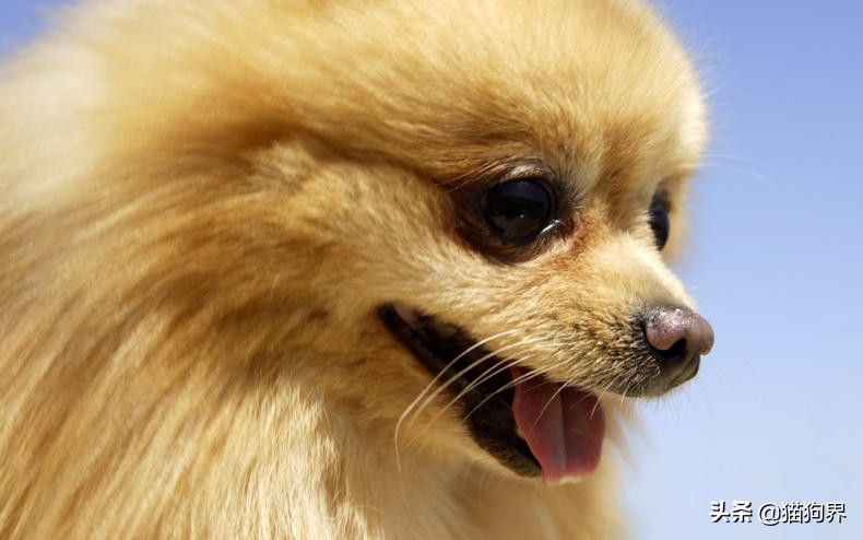 如何预防狗狗双排牙,双排牙对狗子有什么影响