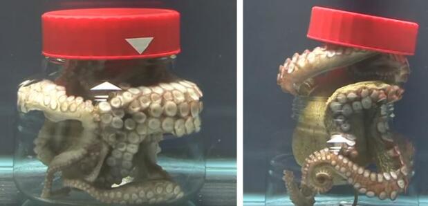 地球上非常奇特的十大生物,地球上奇特而古怪的生物