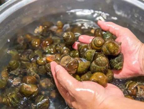 田螺好吃的做法,田螺太难清洗教你一招几分钟搞定