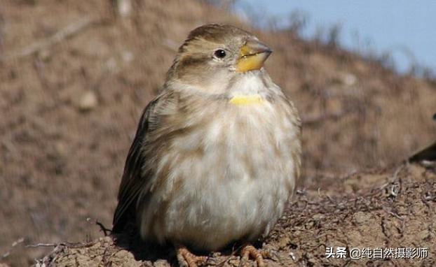石雀是什么,石雀鸟图片大全