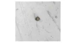 pe吹膜产品有晶点是什么原因,吹膜晶点多怎么解决