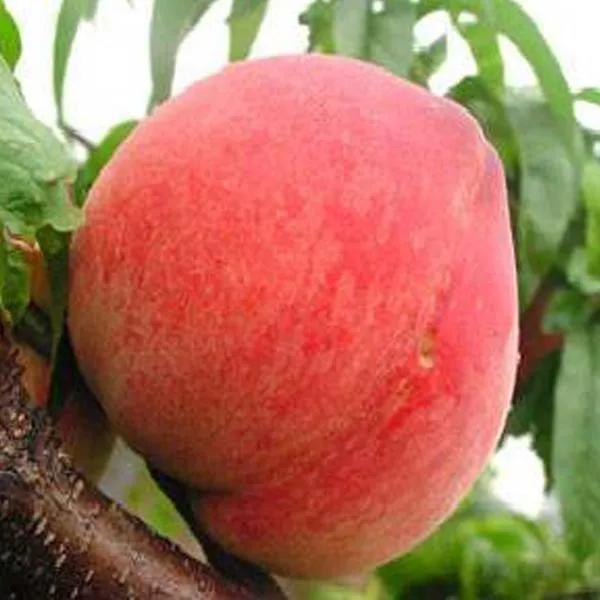 四季应季水果蔬菜,一年四季的时令蔬菜水果