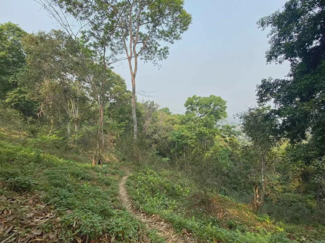倚邦猫耳朵古树茶的口感特点,倚邦石韵茶坊猫耳朵茶