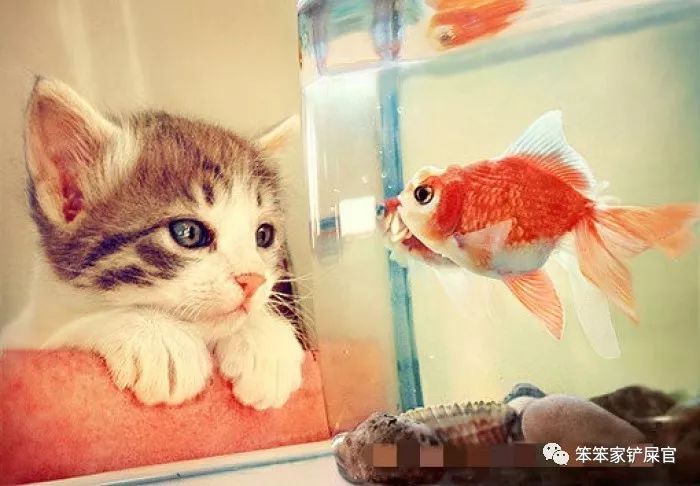 一个爱猫咪的女人,爱猫人士猫过敏