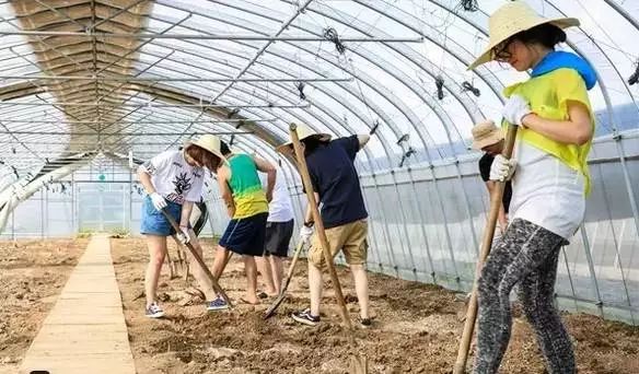 一个有机农场的商业探索