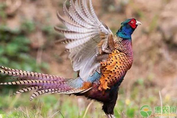 山鸡的饲养与管理,山鸡饲养技术大全视频观看
