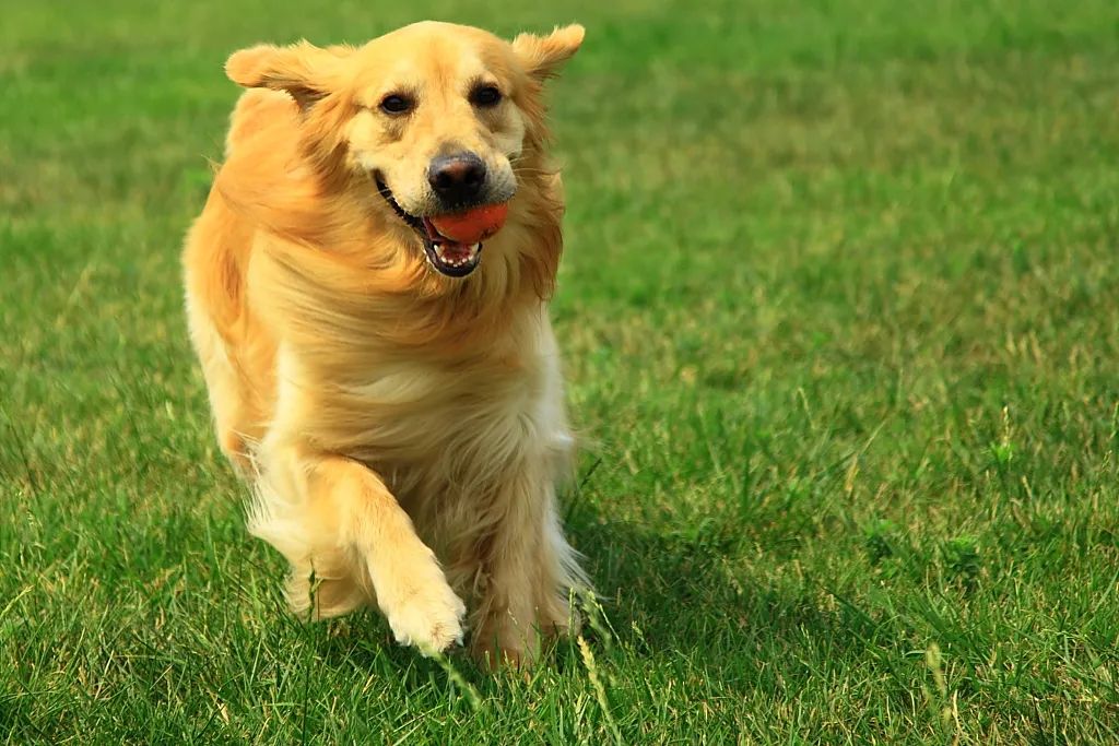 金毛小时候长得像拉布拉多,金毛跟拉布拉多是同父异母