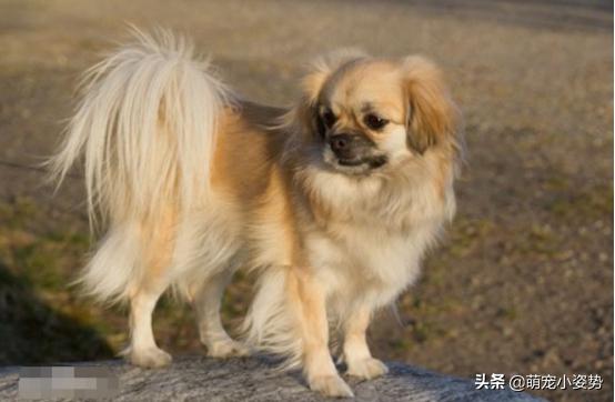 土狗分为哪三种狗品种呢,小土狗都有哪种品种的狗