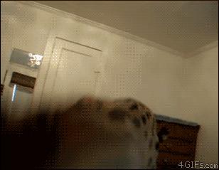 「扒猫」这猫凭什么值3.5万美金？贾斯汀·比伯宁愿被骂都要养