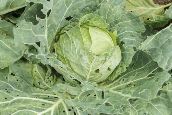 总觉得肛门痒痒有虫子一样怎么办,肛门瘙痒有虫爬怎么治