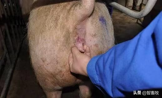 母猪的输精准备,母猪的输精方法及操作要点