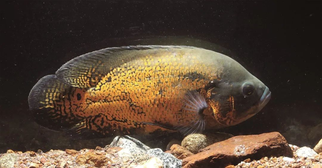 各种淡水鱼你认识吗,淡水鱼的种类你认识几种