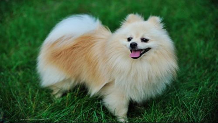 怎么样防治跳蚤最有效,怎么防治跳蚤