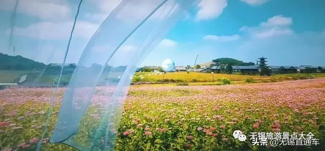 无锡哪里有看花海的景点,无锡秋季花海旅游景点
