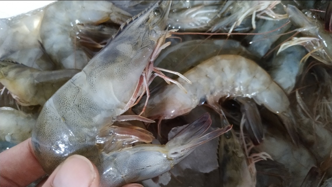 新手养虾常识,真正的吃虾的方法是什么