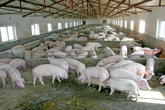 怎样养猪才能赚钱视频,怎样养猪才赚钱