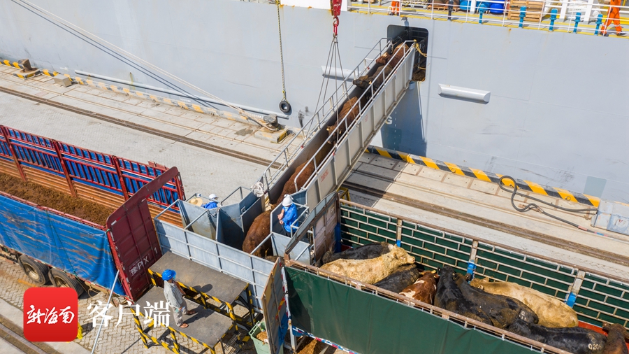 你的免税红酒准备好了吗？澳洲进口牛肉明日起在海南部分商超及直营店开售