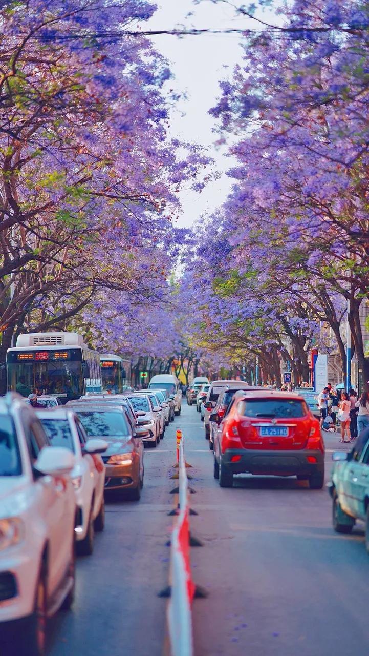 被大理丽江掩盖风头又怎样？它才是云南No.1！5月它太美了