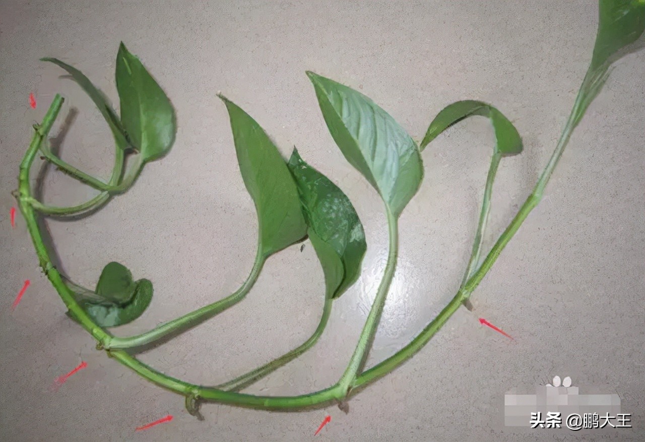 室内养绿萝怎么才能养得巨大,小绿萝长成大瀑布