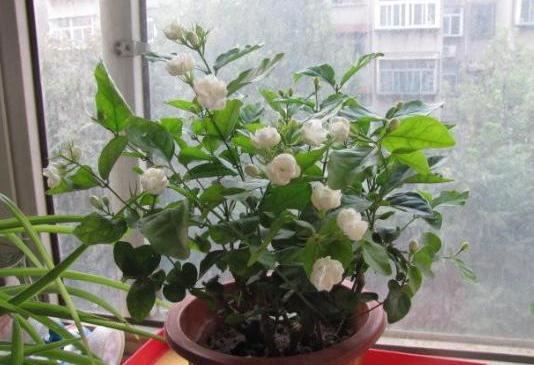 养茉莉花，做好4步“基本养护”，一根小枝条，快速变强壮