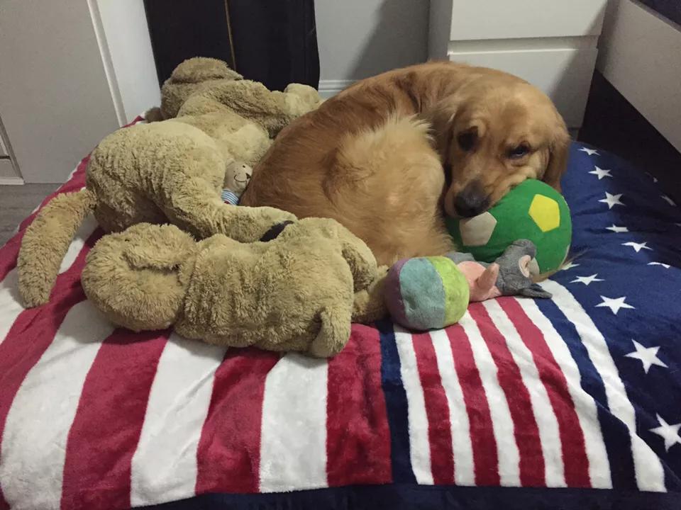 自制超大狗窝石棉瓦,自制超大狗窝衣服