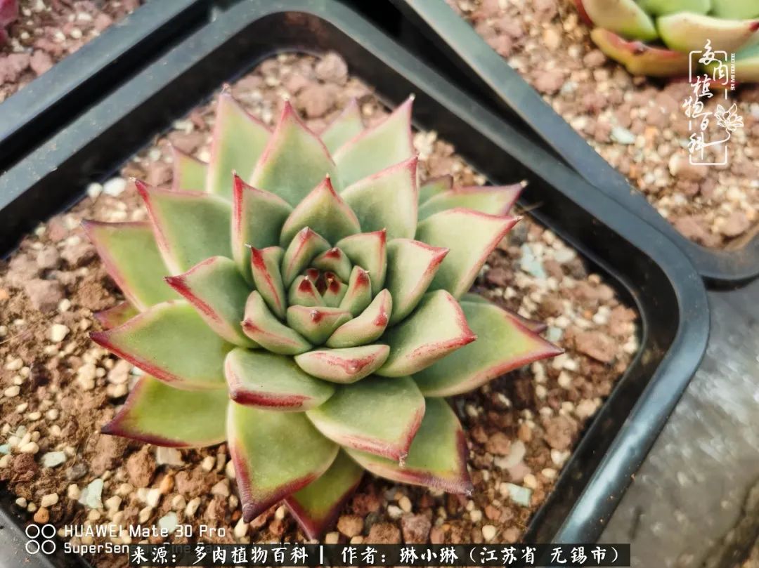 又到多肉变美时，一切都鼓励我积极向前