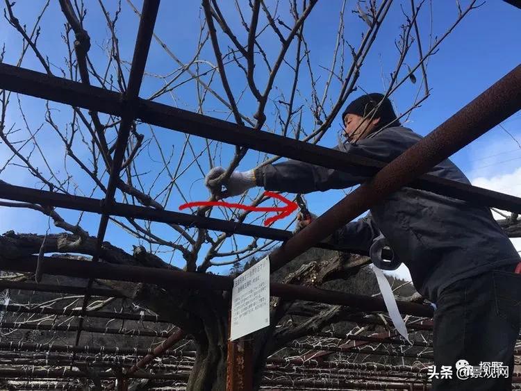 最美紫藤花动态,紫藤几年修剪一次怎么修剪的