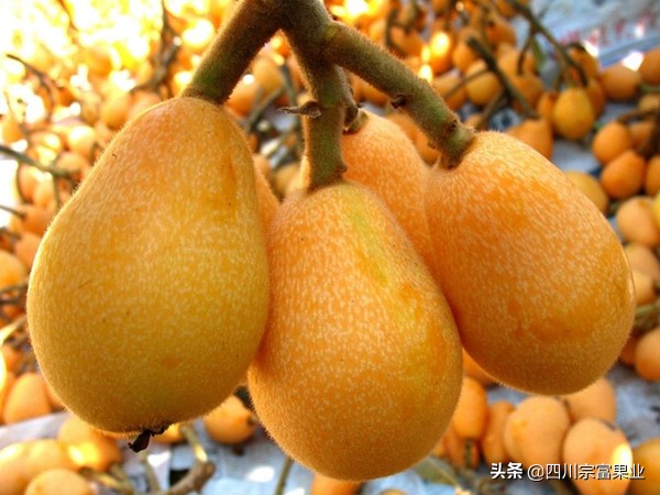 最好吃的枇杷品种,枇杷品种哪种最好