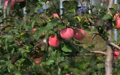 苹果花后怎么补钙,苹果补钙用什么钙肥最好