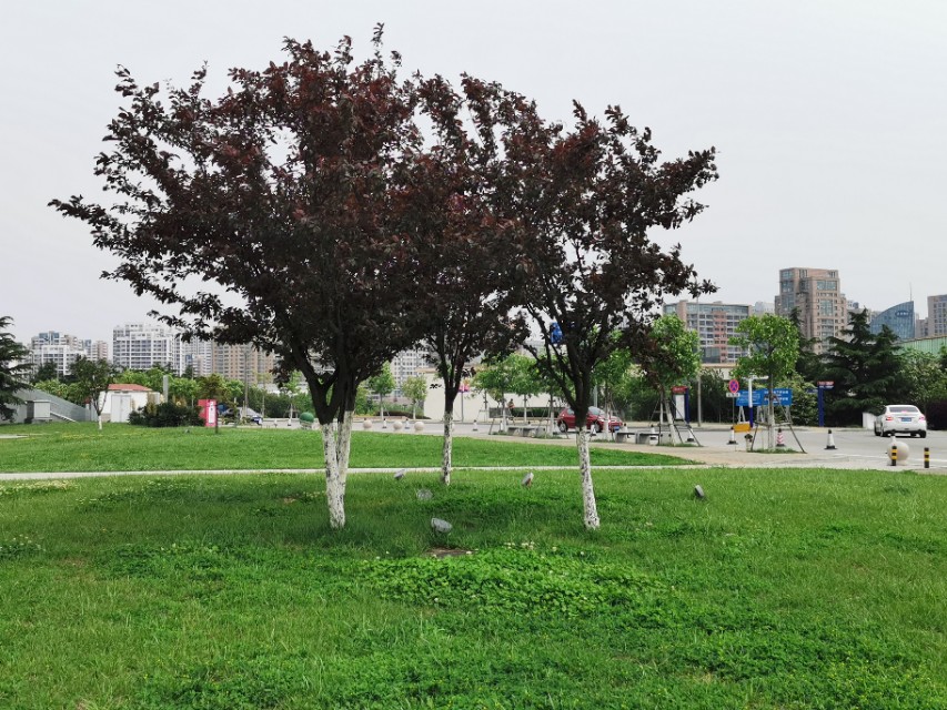 青岛高新区的公园让人们享受,青岛有个特别美的地方